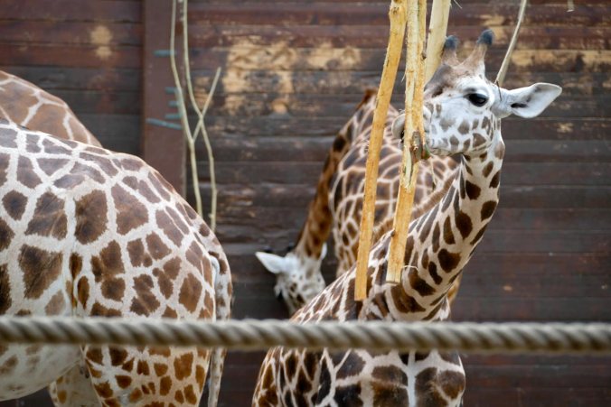 Eine junge Giraffe beim Fressen