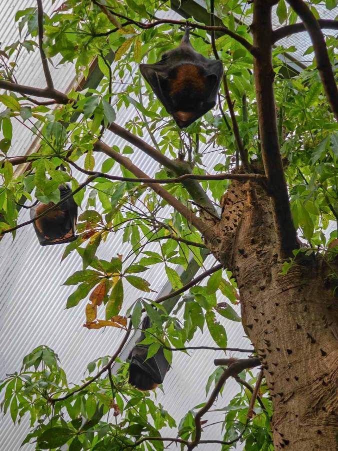 Flugfüchse in den Bäumen