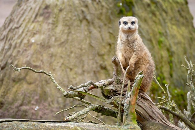 Ein neugieriges Erdmännchen