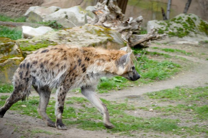 Eine Hyäne beim Rundgang durch ihr Gehege