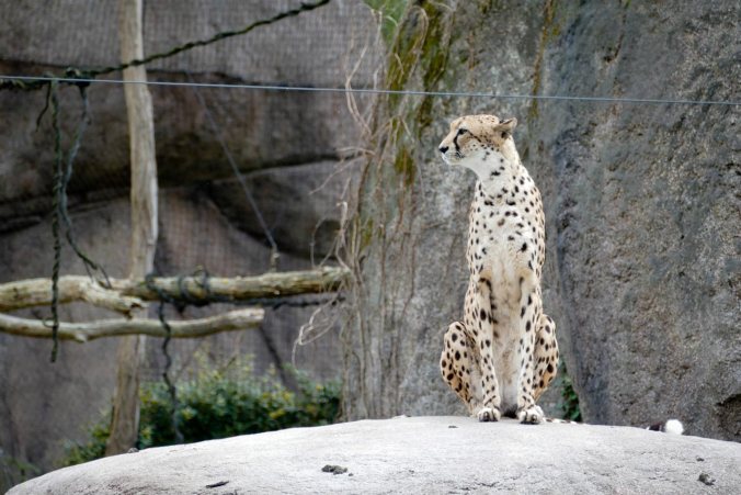 Ein Gepard auf seinem Aussichtsfelsen