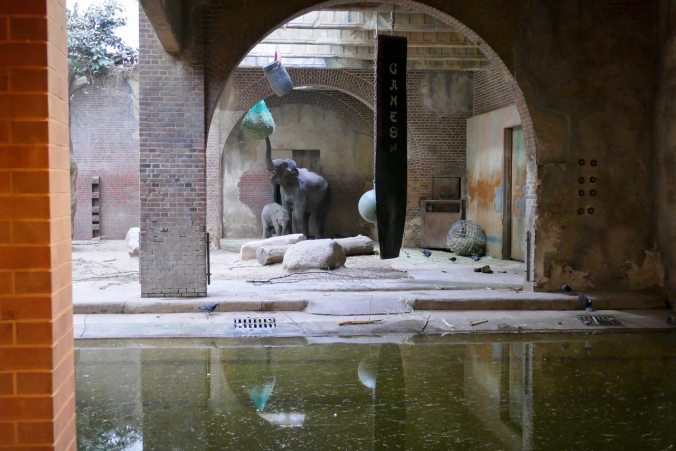 Ein letzter Blick auf die jungen Elefanten