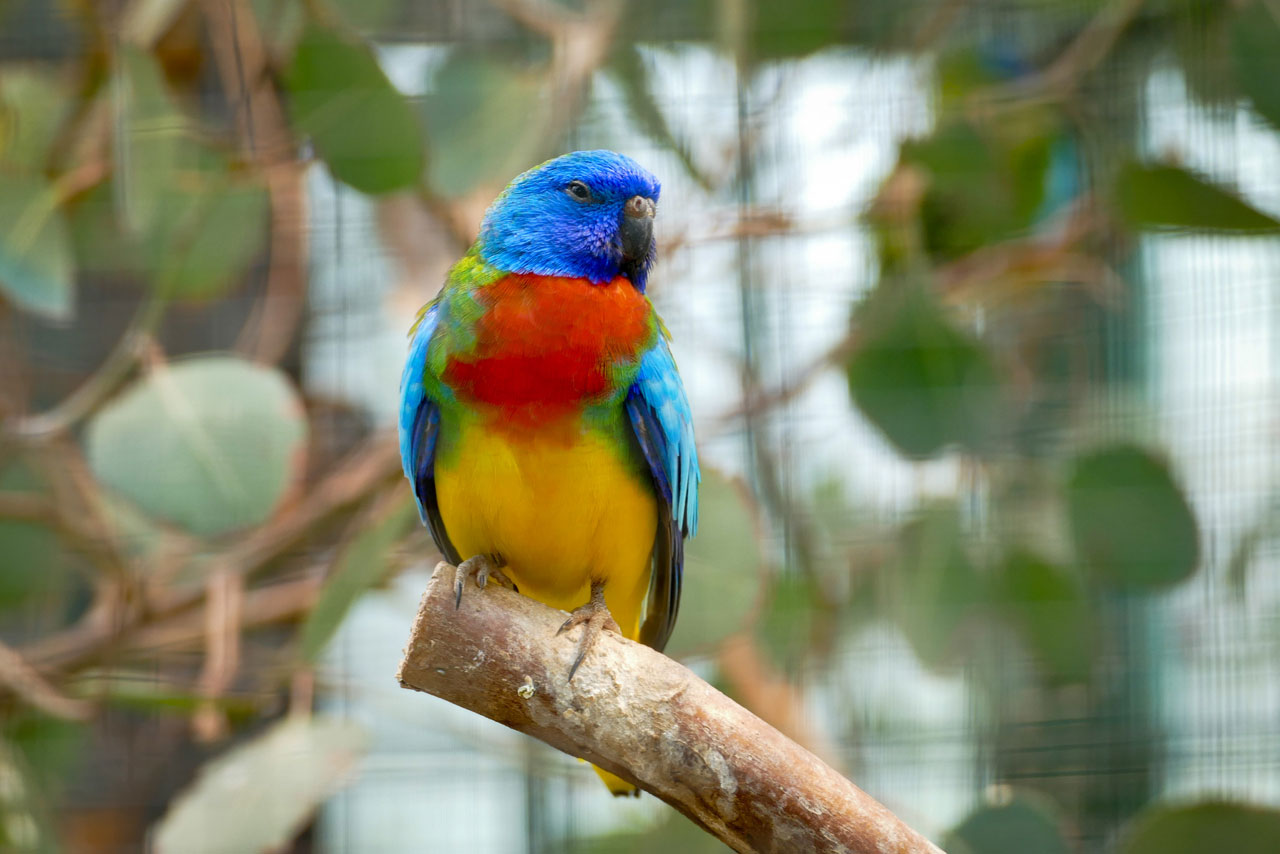 Auch einige Vögel sind in den Gewächshäusern angesiedelt