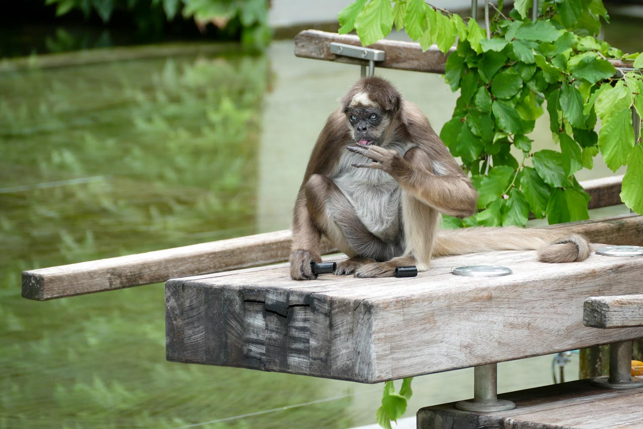 Ein einsamer Affe im Außengehege