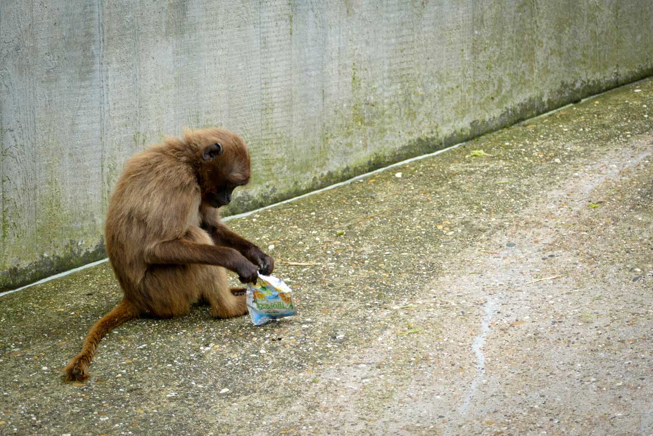 "Oh, ich habe etwas zum Spielen gefunden!"