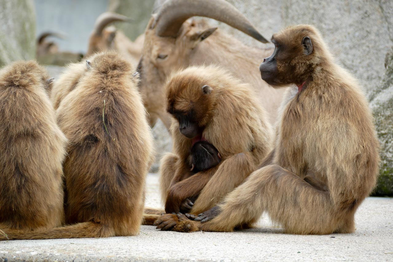 Blutbrustpavian-Gruppenbild samt Jungtier