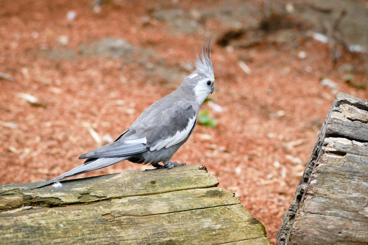 Ein Kakadu mit wilder Frisur