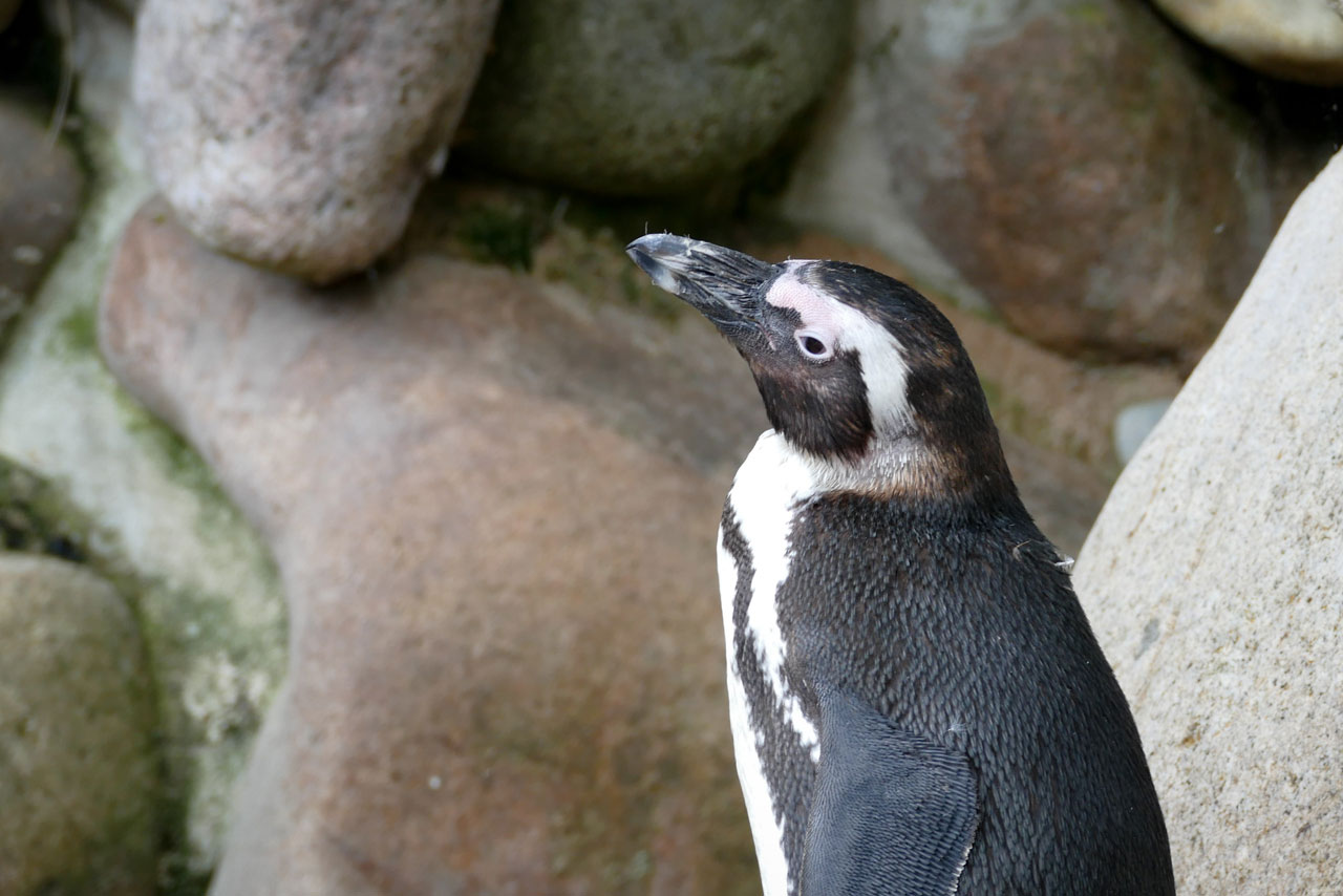 Ein Pinguin (Foto-Credit: Zwergofant)