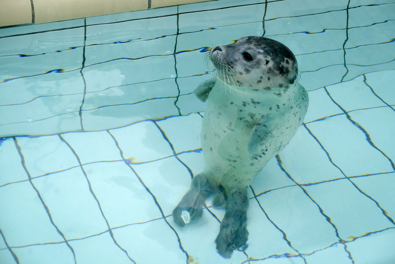 Die kleine Robbe hätte ich am liebsten mitgenommen