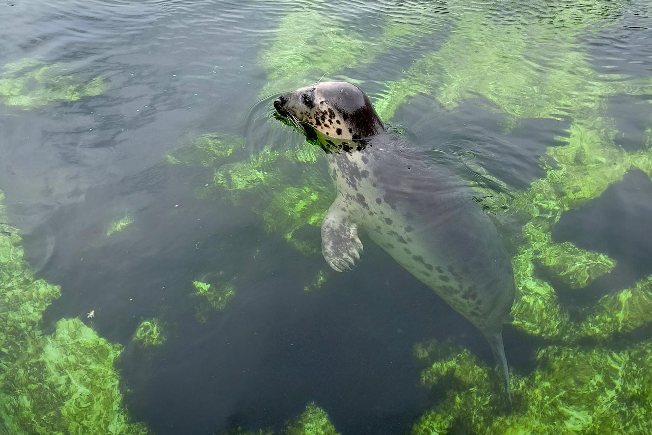 Eine große Kegelrobbe in ihrem Becken