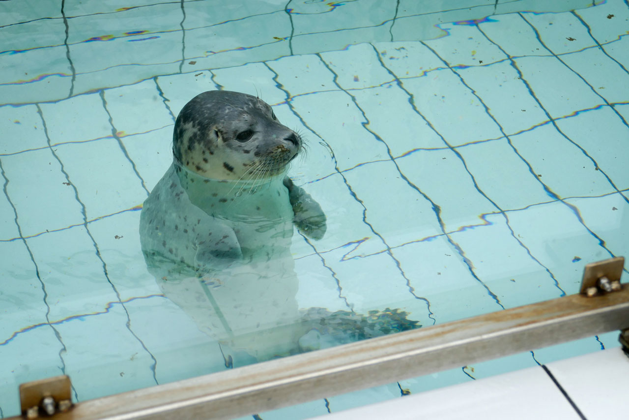 Die Babyrobbe war wirklich der Blickfang der Aufzuchtstation