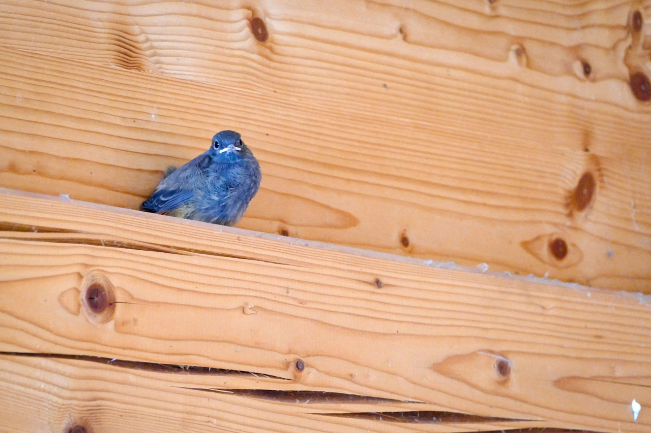 Ein frisch flügge gewordenes Gartenrotschwänzchen