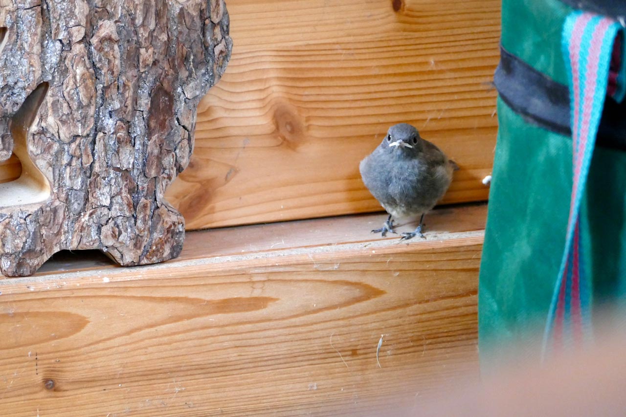 Ein zweites, junges Gartenrotschwänzchen, das sich im Carport versteckt