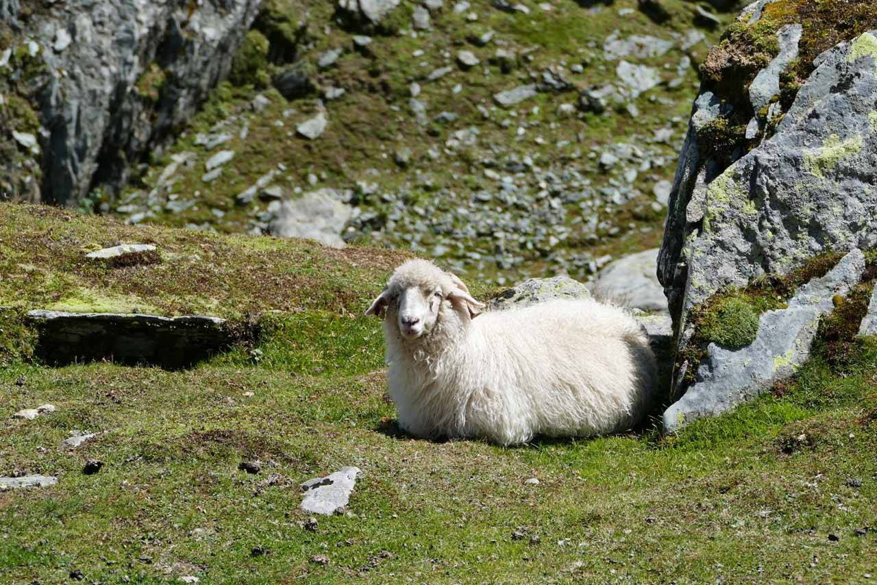 Zwischen den Felsen haben sich viele Schafe niedergelassen