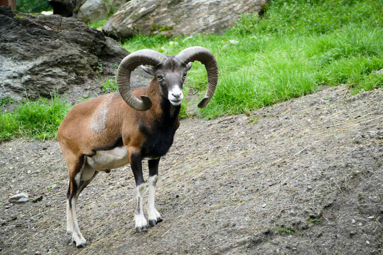 Ein majestätisches Mufflon