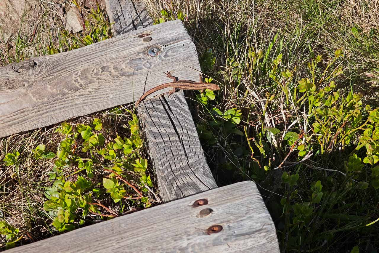 Eine Eidechse hat sich auf dem Holzübergang niedergelassen