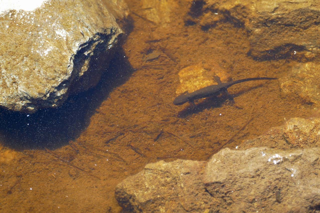 Einer der vielen Molche im abgestandenen Wasser