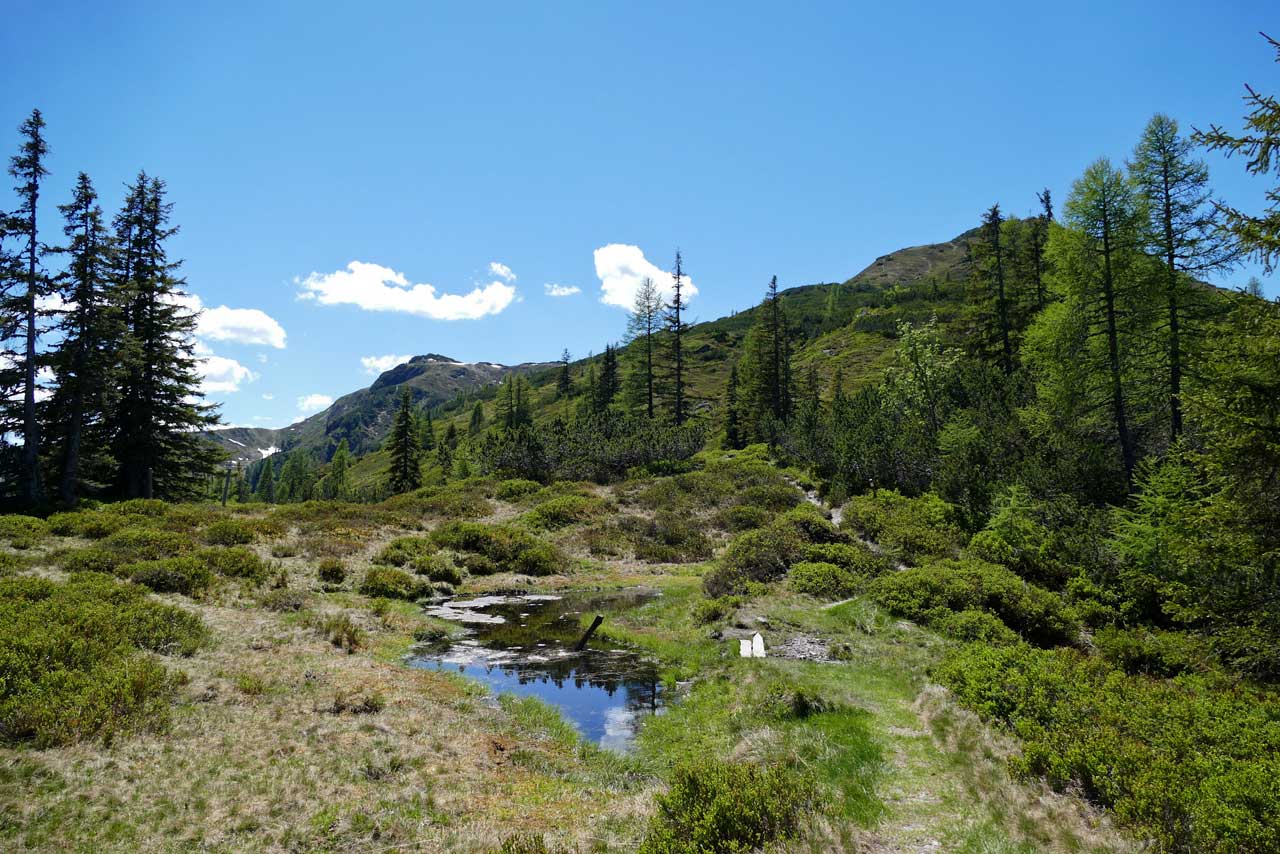 Ein Wanderweg geprägt von Grün und Wasser