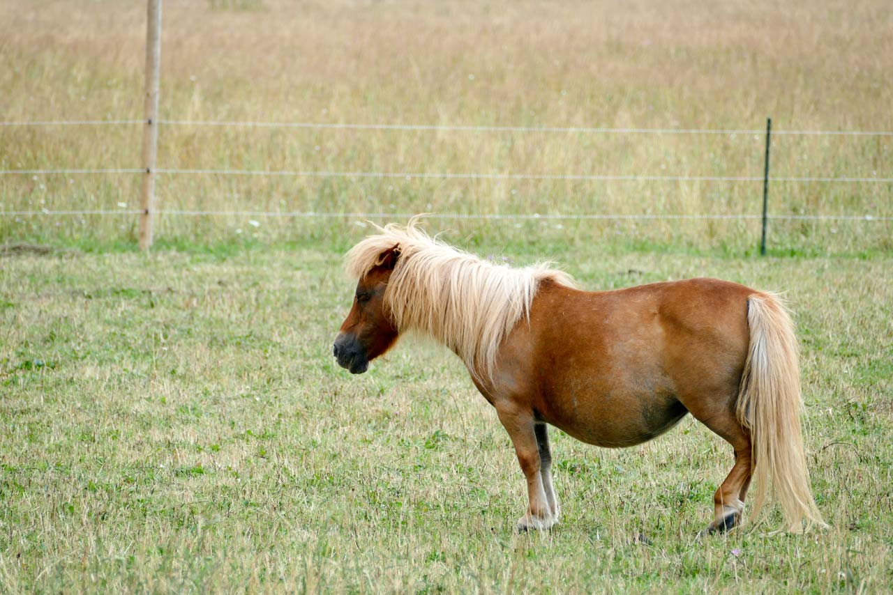 Winzige Ponys haben sich den Bauch vollgeschlagen