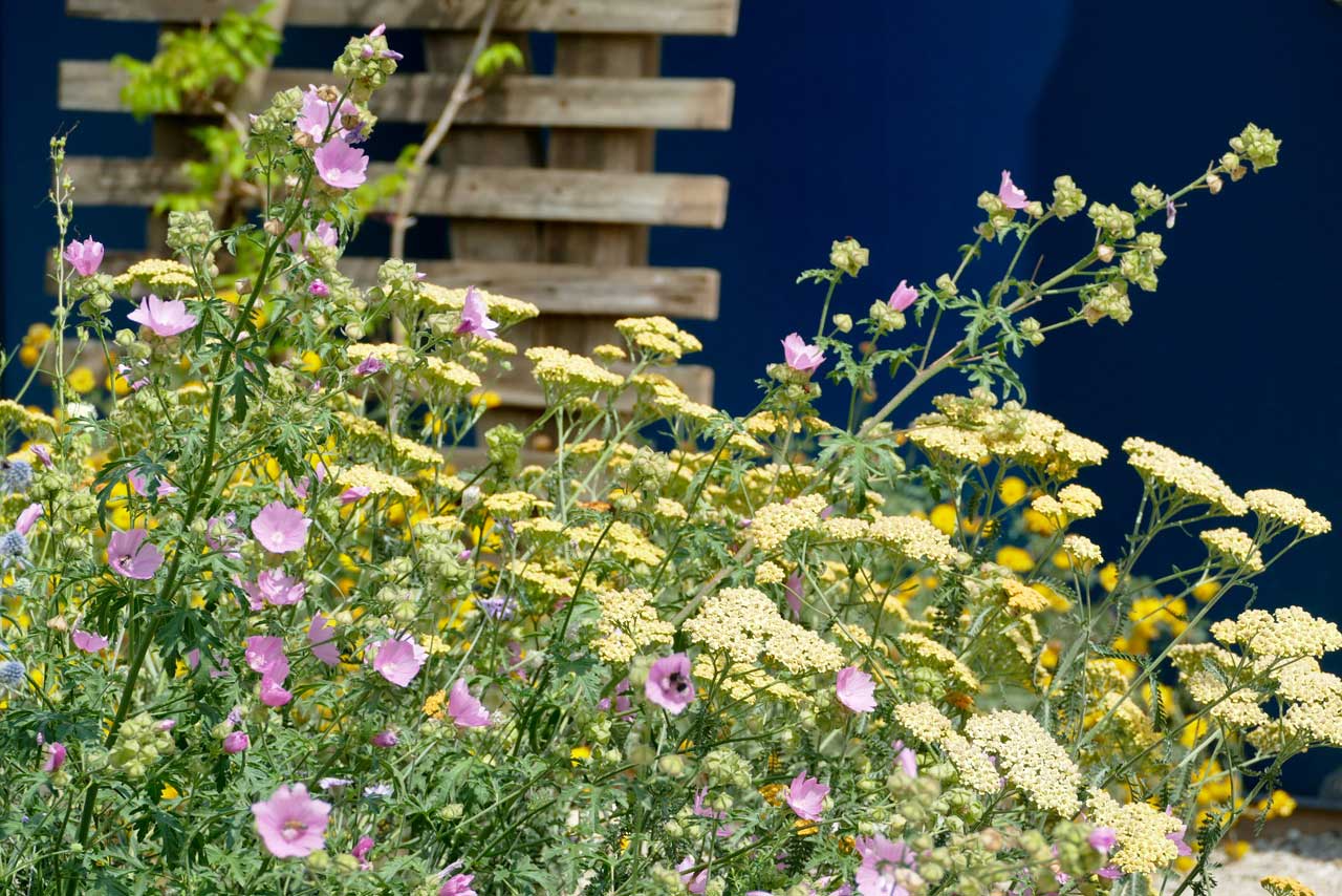 Etliche Wildblumen konnte man bewundern