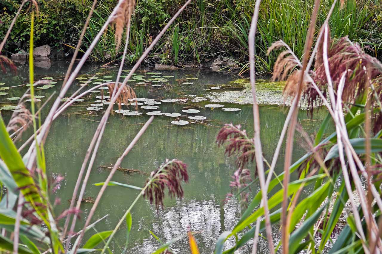 Ein naturbelassener Abschnitt des Alten Kanals
