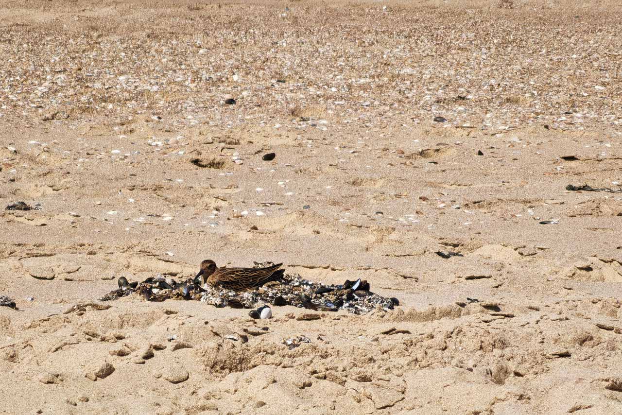 Es gab auch andere Strandvögel neben den Möwen