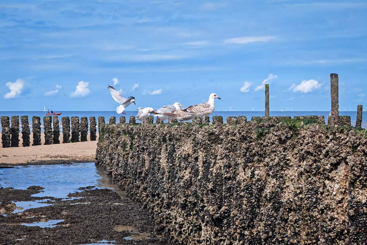 Möwe im Landeanflug auf die Wellenbrecher