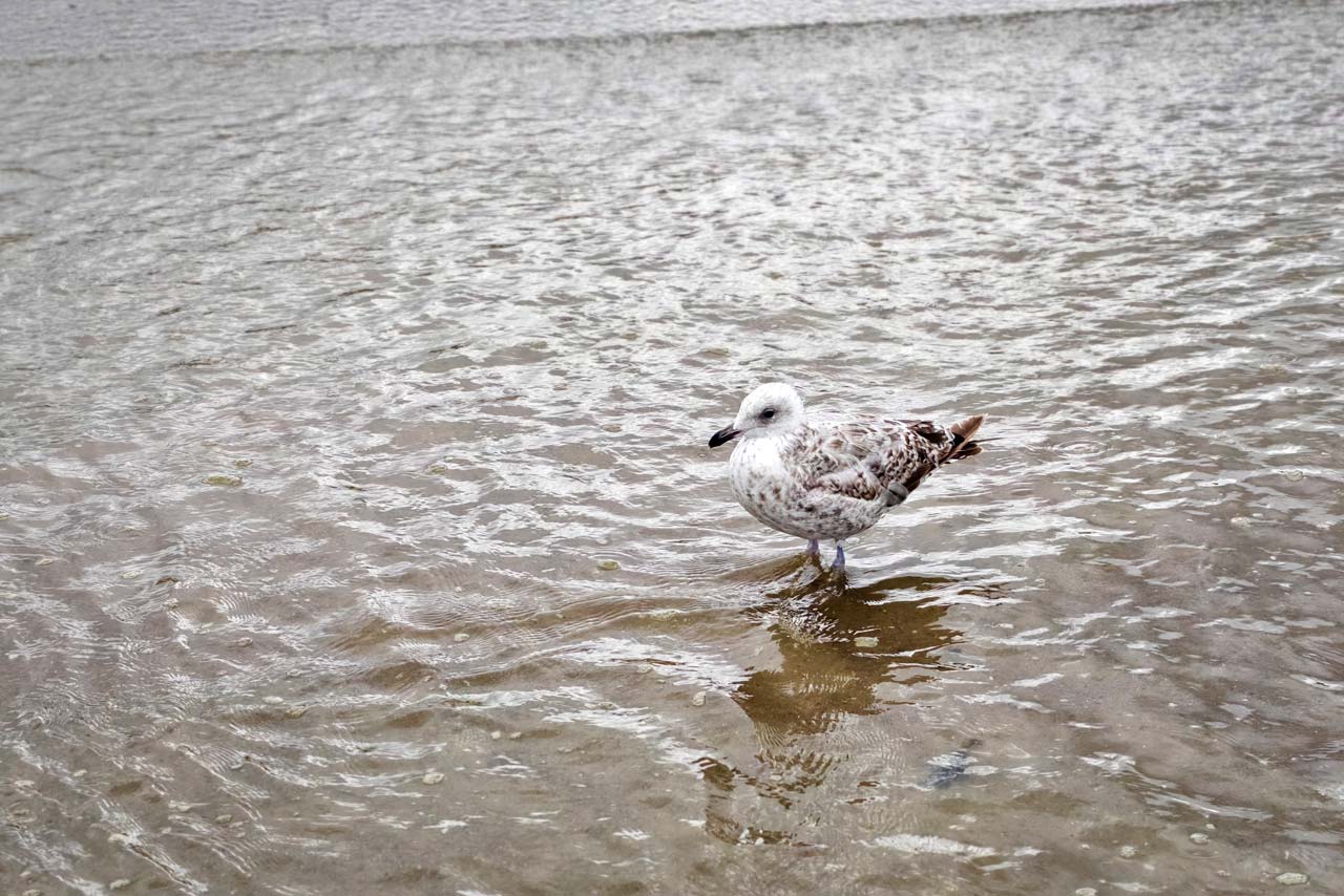 Eine junge Möwe im seichten Wasser