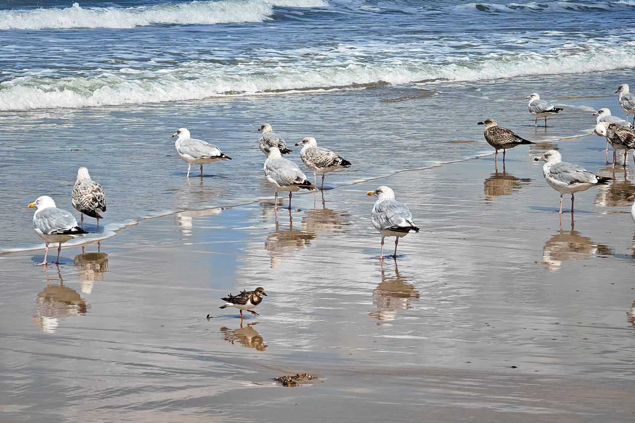 Viele Möwen und ein Strandläufer