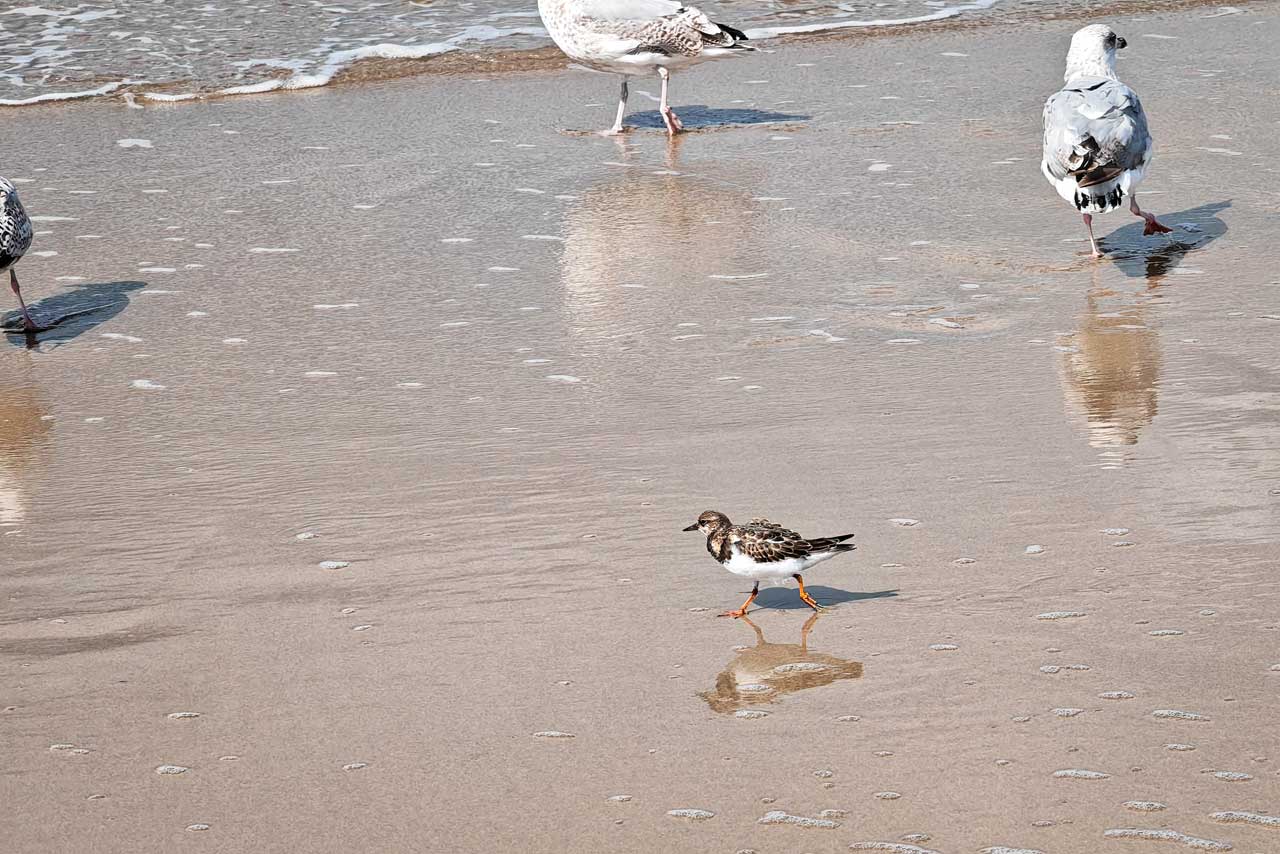 Andere Vögel außer Möwen waren ein seltener Anblick