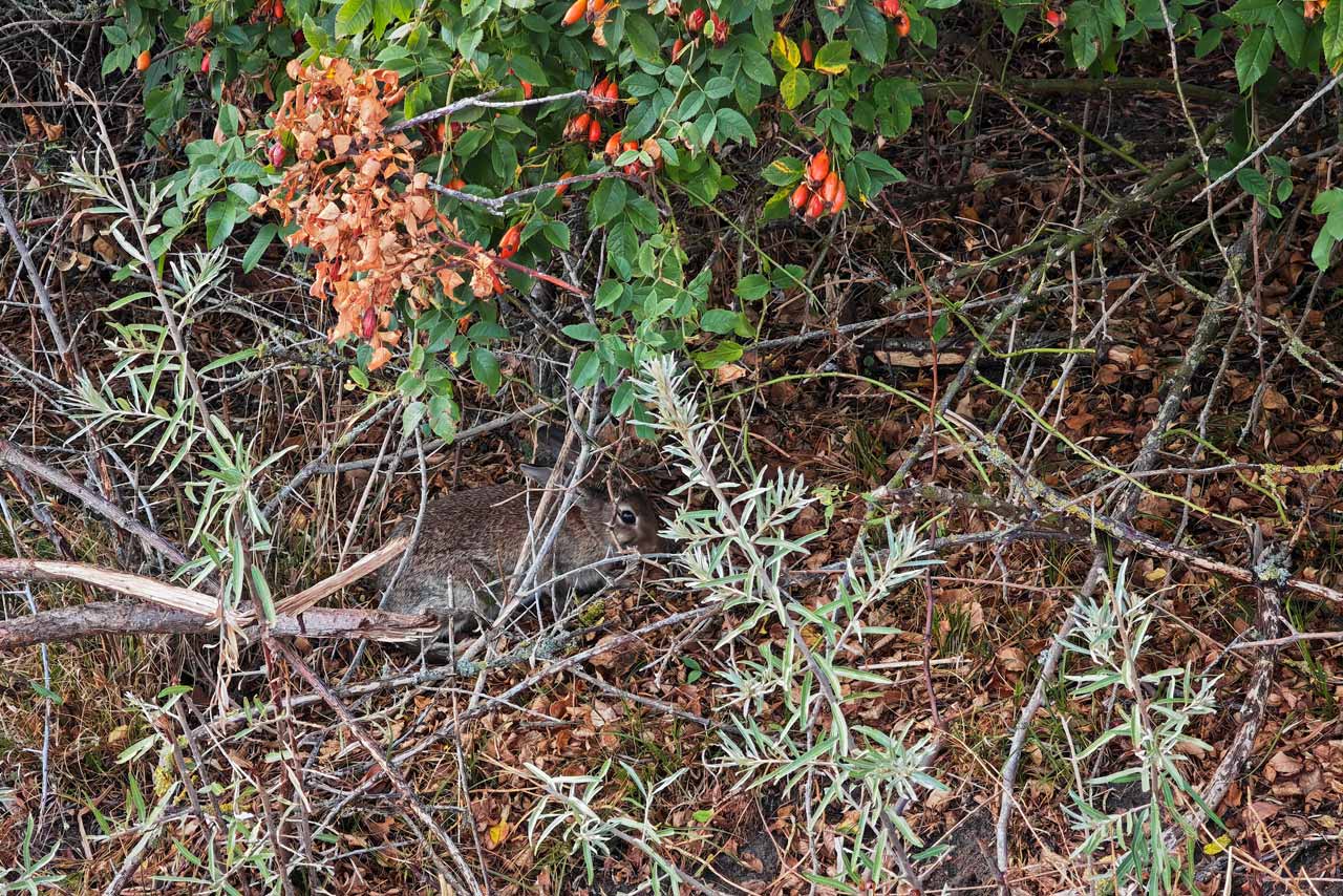 Eines der vielen Kaninchen in den Dünen